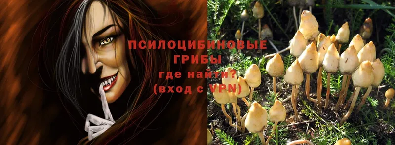 Псилоцибиновые грибы Psilocybe  Жиздра 